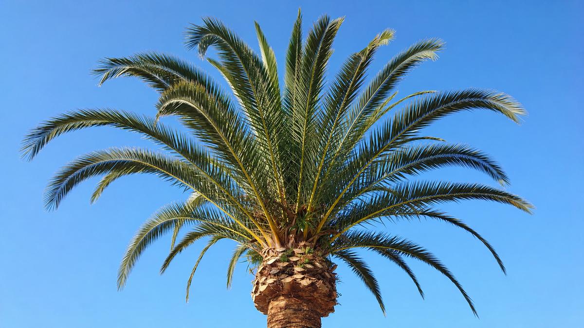 Picudo rojo en palmeras: cómo detectarlo y tratarlo